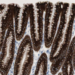 AGR2 Antibody in Immunohistochemistry (Paraffin) (IHC (P))