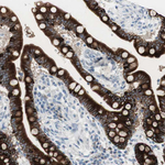 AGR2 Antibody in Immunohistochemistry (Paraffin) (IHC (P))