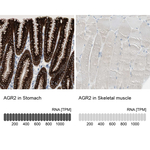 AGR2 Antibody in Immunohistochemistry (Paraffin) (IHC (P))