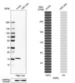 AGR2 Antibody in Western Blot (WB)