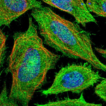 PAR4 Polyclonal Antibody