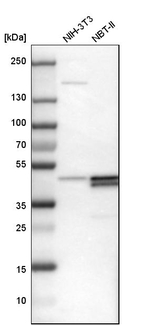 PAR4 Antibody in Western Blot (WB)
