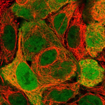FABP1 Antibody in Immunocytochemistry (ICC/IF)