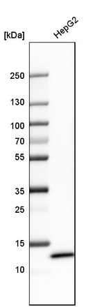 FABP1 Antibody in Western Blot (WB)