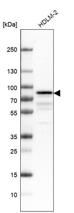 RIP1 Antibody in Western Blot (WB)