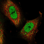 RANBP3 Antibody in Immunocytochemistry (ICC/IF)