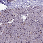 RANBP3 Antibody in Immunohistochemistry (Paraffin) (IHC (P))