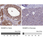 RANBP3 Antibody in Immunohistochemistry (Paraffin) (IHC (P))