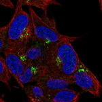 DLK1 Antibody in Immunocytochemistry (ICC/IF)