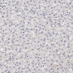 GATA1 Antibody in Immunohistochemistry (Paraffin) (IHC (P))