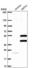 GATA1 Antibody in Western Blot (WB)