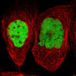 JunB Polyclonal Antibody