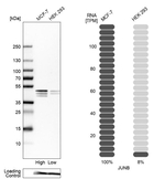 JunB Antibody in Western Blot (WB)