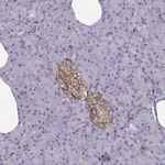 Calcium Sensing Receptor Antibody in Immunohistochemistry (Paraffin) (IHC (P))
