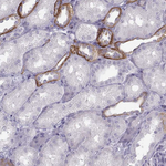 Calcium Sensing Receptor Antibody in Immunohistochemistry (Paraffin) (IHC (P))