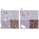 Calcium Sensing Receptor Antibody in Immunohistochemistry (Paraffin) (IHC (P))