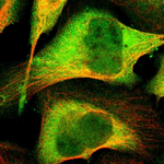 FKBP4 Polyclonal Antibody