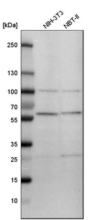 FKBP4 Antibody in Western Blot (WB)