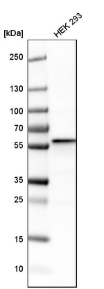 FKBP4 Antibody in Western Blot (WB)