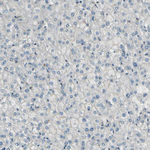 CD146 Antibody in Immunohistochemistry (Paraffin) (IHC (P))