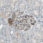 CD146 Antibody in Immunohistochemistry (Paraffin) (IHC (P))