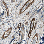 CD146 Antibody in Immunohistochemistry (Paraffin) (IHC (P))