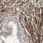CD146 Antibody in Immunohistochemistry (Paraffin) (IHC (P))