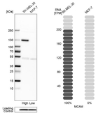 CD146 Antibody in Western Blot (WB)