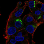 Osteopontin Polyclonal Antibody