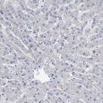Osteopontin Antibody in Immunohistochemistry (Paraffin) (IHC (P))