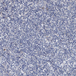 Osteopontin Antibody in Immunohistochemistry (Paraffin) (IHC (P))