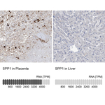 Osteopontin Antibody in Immunohistochemistry (Paraffin) (IHC (P))