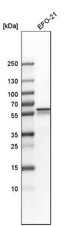 Osteopontin Antibody in Western Blot (WB)