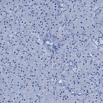 GPR18 Antibody in Immunohistochemistry (Paraffin) (IHC (P))
