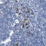 GPR18 Antibody in Immunohistochemistry (Paraffin) (IHC (P))