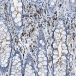 GPR18 Antibody in Immunohistochemistry (Paraffin) (IHC (P))