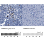 GPR18 Polyclonal Antibody