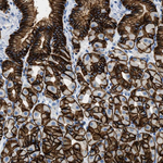 Claudin 18 Antibody in Immunohistochemistry (Paraffin) (IHC (P))