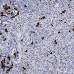 P2Y6 Antibody in Immunohistochemistry (Paraffin) (IHC (P))