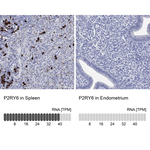 P2Y6 Polyclonal Antibody