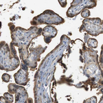 P2Y1 Antibody in Immunohistochemistry (Paraffin) (IHC (P))