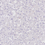 GPR17 Antibody in Immunohistochemistry (Paraffin) (IHC (P))