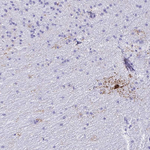 GPR17 Antibody in Immunohistochemistry (Paraffin) (IHC (P))