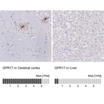 GPR17 Polyclonal Antibody
