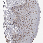 AHR Antibody in Immunohistochemistry (Paraffin) (IHC (P))