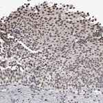 AHR Antibody in Immunohistochemistry (Paraffin) (IHC (P))