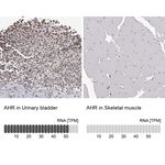 AHR Polyclonal Antibody
