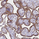 GLUT1 Antibody in Immunohistochemistry (Paraffin) (IHC (P))