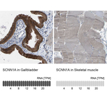 alpha-ENaC Polyclonal Antibody