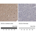 PSD93 Polyclonal Antibody